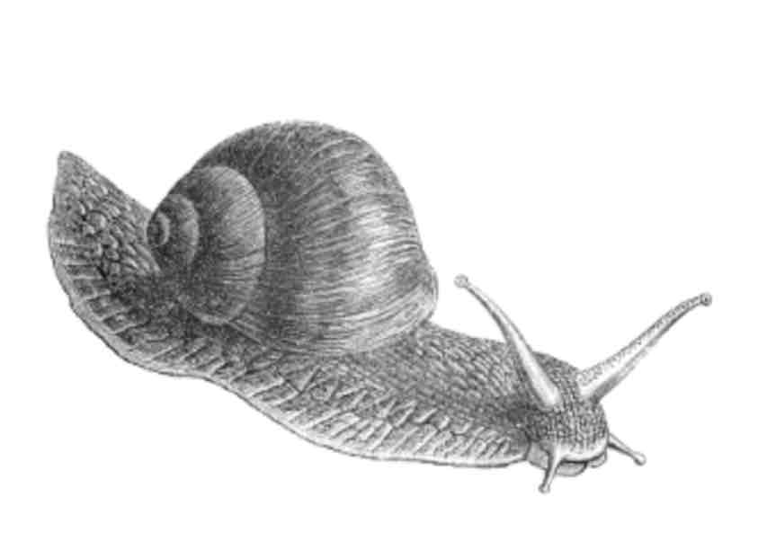 <p><span>Classify the following member of Kingdom Animalia as to which animal phylum it belong.</span></p>