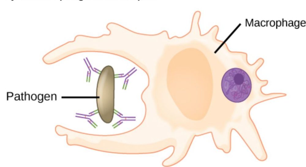 <p>One of the three ways antibodies destroy pathogens.</p>