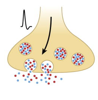 <p>The simultaneous release of two or more neurotransmitters from a <u>single synaptic vesicle or from multiple vesicles</u>, often leading to complex synaptic signaling and modulation of neuronal communication</p><ul><li><p>NT’s are packaged into the same set of synaptic vesicles </p></li><li><p>upon an AP invading the presynaptic terminal, these vesicles are released </p></li></ul><p></p>