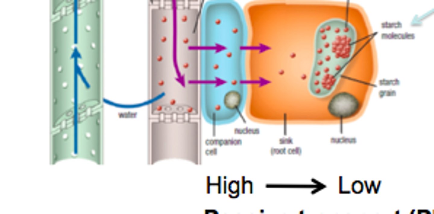 <p>1. By actively packing sucrose into vacuoles<br>2. By actively using up the sucrose<br>- The reason for this is because a lower concentration is needed in the sink to bring in more sucrose</p>