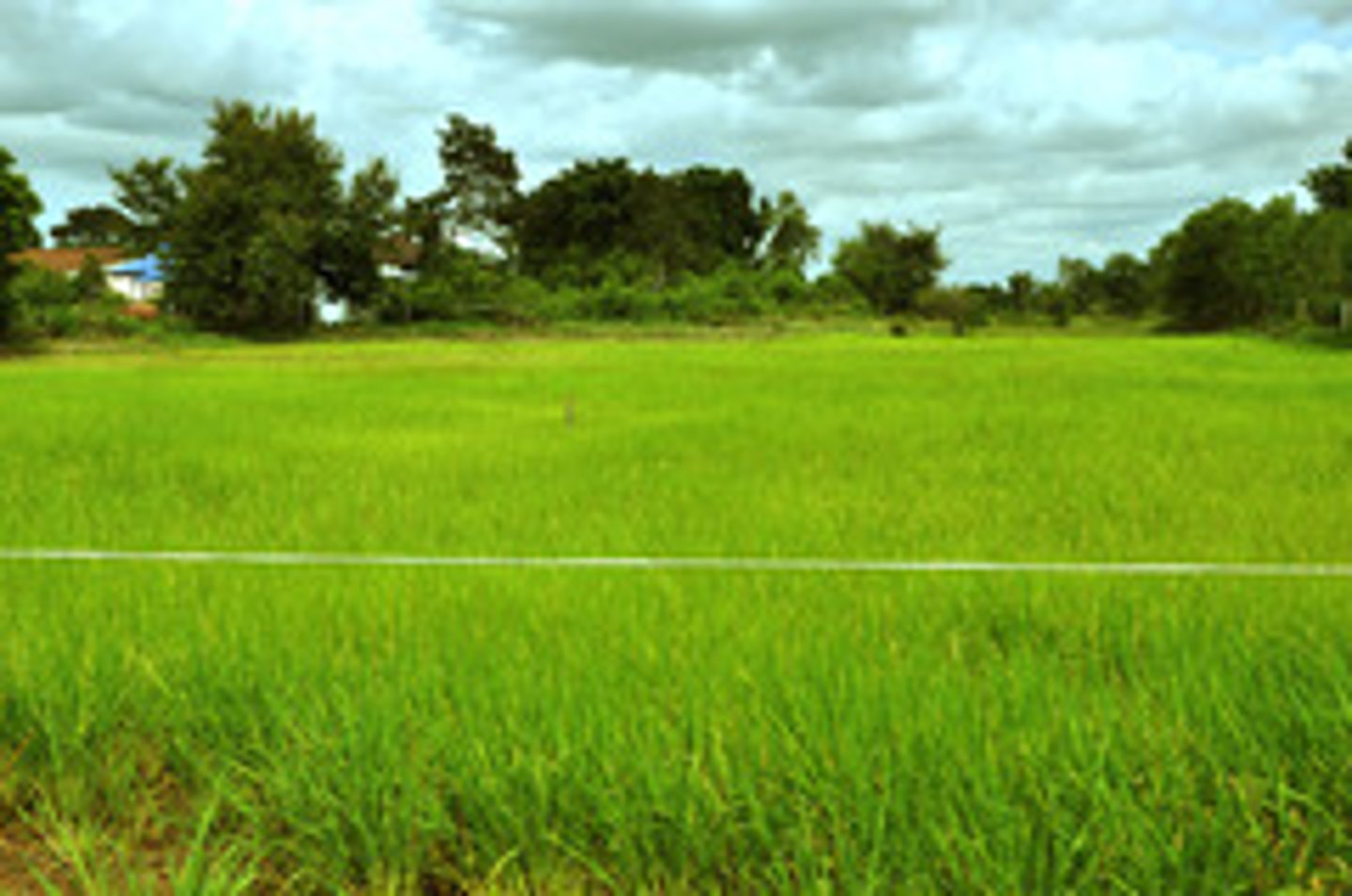 <p>/fiːld/ Cánh đồng</p>