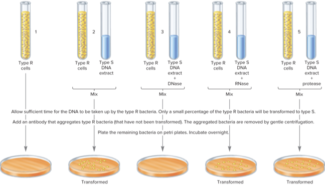 <ul><li><p>prepared cell extracts from type S cells and purified each type of macromolecule</p></li><li><p>only the extract that contained purified DNA was able to convert type R bacteria→ type S</p></li><li><p>treatment of the DNA extract with RNase or protease did not eliminate transformation</p><ul><li><p>treatment with DNase did</p></li></ul></li></ul><p></p>