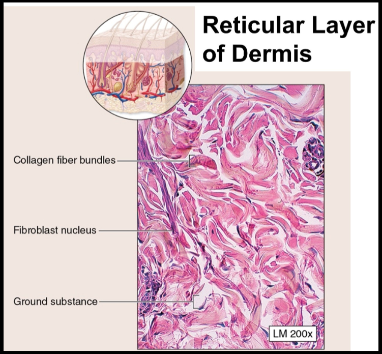 <ul><li><p>strong in multiple directions</p></li><li><p>interwoven fibers provide tensile strength</p><ul><li><p>reticular layer of dermis due to network of collagenous fibers</p></li></ul></li></ul><p></p>