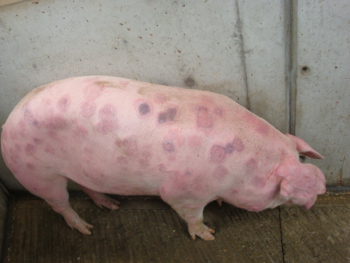 <p>Erysipelas</p>