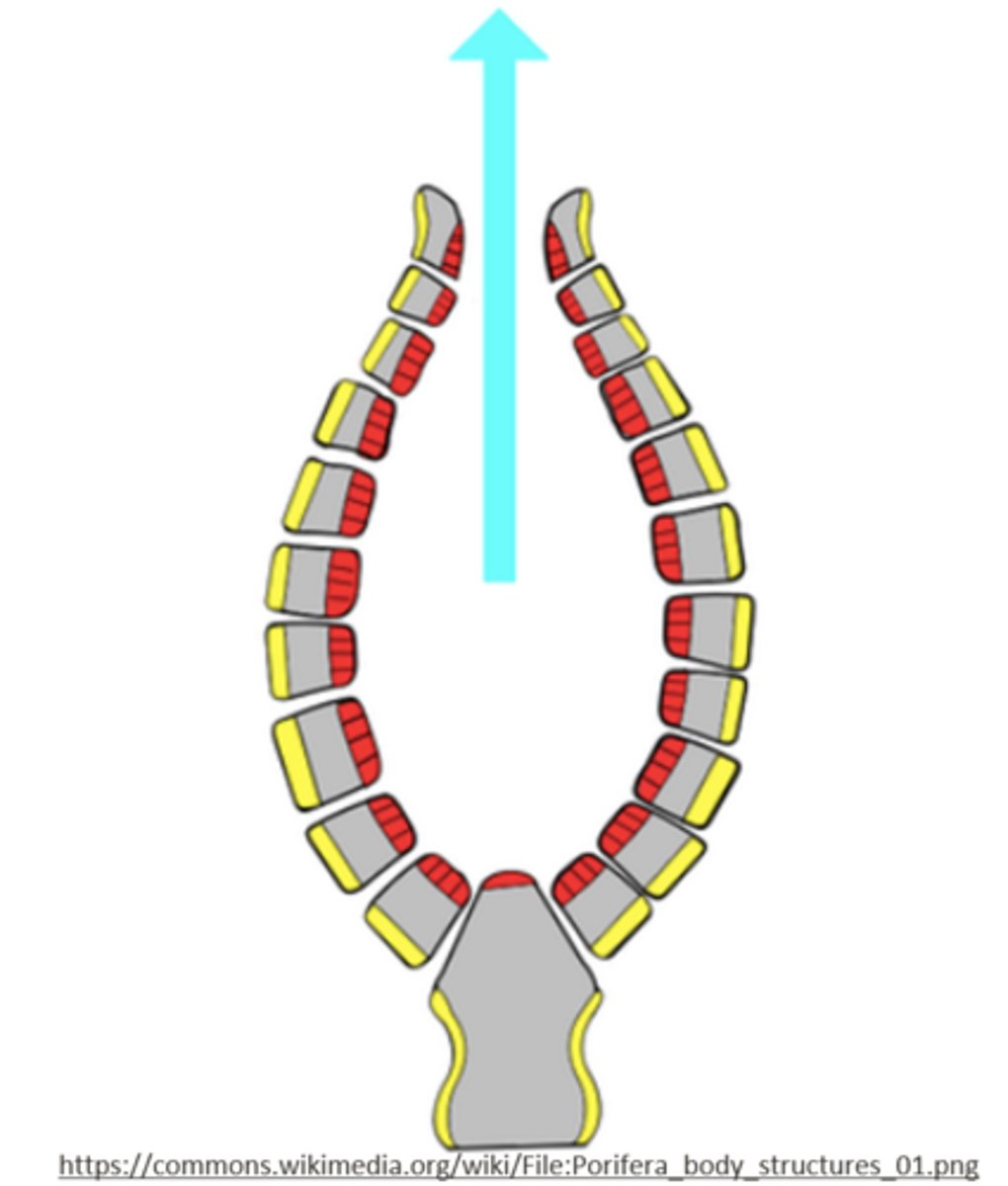 <p>gastrovascular cavities</p>