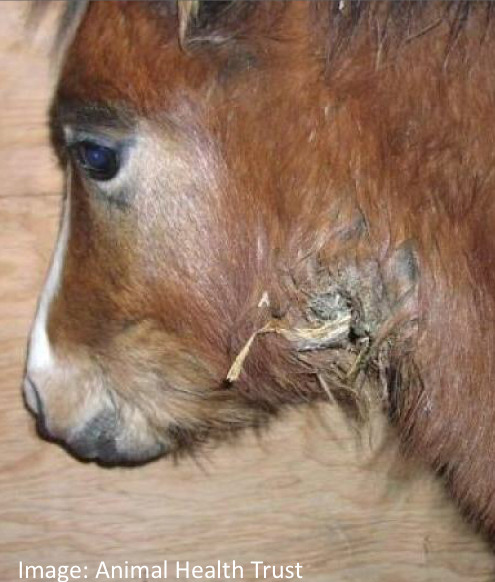 <ul><li><p>Streptococcus equi subspecies equi (SEE)</p></li><li><p>Horses</p></li><li><p>Lesions</p><ul><li><p>Suppurative rhinitis</p></li><li><p>Regional Lymphadenitis</p></li><li><p><strong><u>Visceral spread (Bastard strangles)</u></strong></p><ul><li><p>Spreads to other organs/LNs </p></li></ul></li></ul></li><li><p>Sequelae</p><ul><li><p>Purpura Hemorrhagica</p><ul><li><p>Immune mediated vasculitis</p></li></ul></li></ul></li></ul><p></p>