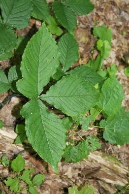 <p>Jack-in-the-pulpit</p>