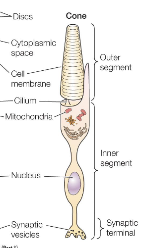 <p>Cones</p>