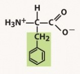 nonpolar, aromatic R group
