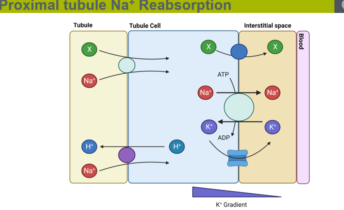 <p>explain how salt reabsorption happens in the proximal convoluted tubules </p><p></p>
