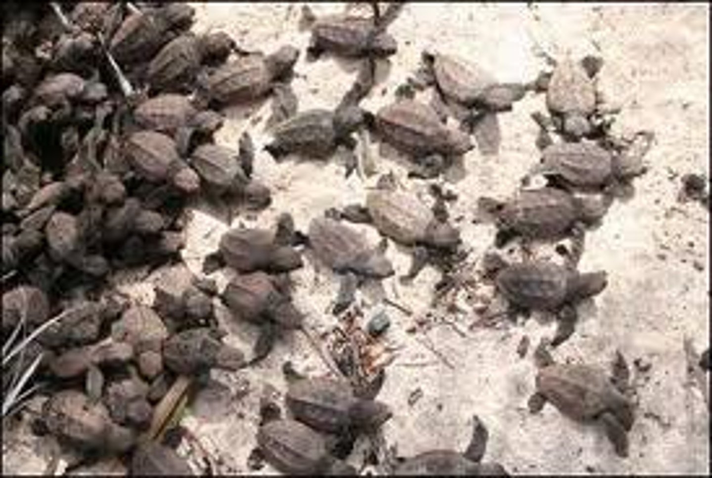 <p>Organisms produce more offspring than can survive</p>