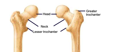 <p>weakest part of the femur; angles laterally to join the shaft, carries the head</p>
