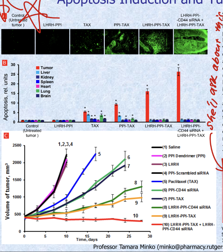 <ul><li><p>apoptosis and tumor volume in mice bearing xenografts of human cancer cells isolated from malignant ascites from pts with advanced ovarian carcinoma</p></li><li><p>mice were treated 8 times 2x per week within 4 weeks starting from day 0 with indicated formulations</p></li><li><p>WILL ASK ABOUT THIS</p><ul><li><p><strong>suppression of CD44 protein in cancer cells enhances anti-tumor effect of anticancer drug → limits tumor growth and prevents adverse side effects of chemotherapy</strong></p></li></ul></li></ul><p></p>