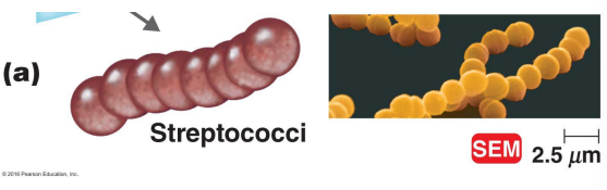 <p>This is a gram-positive cocci that forms chains. What enzymes and toxins does it secrete?</p>