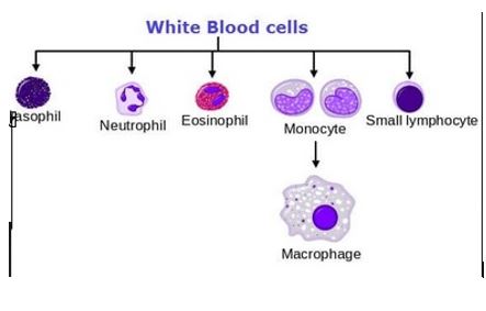 <p>c) monocytes</p><p></p><p><em>To explain:</em></p><p>Monocytes are the <mark data-color="green"><u>largest type of white blood cells</u></mark>, and can be up to <mark data-color="green">20µm</mark> in diameter. They have a large eccentrically placed nucleus, which is <mark data-color="green"><strong>kidney bean shaped</strong></mark>. They have abundant cytoplasm, and some fine pink/purple granules in cytoplasm.</p>