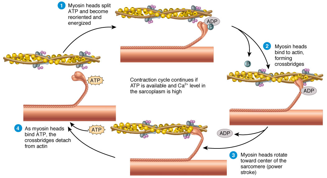 <p>In the sliding-filament mechanism of muscle contraction, actin filaments slide over the myosin fibers. </p><p>First, <strong>myosin heads</strong> are activated by splitting ATP, which causes a change in position of the heads. </p><p>Next, <strong>myosin heads</strong> are attracted to and attach to exposed binding sites of <strong>actin</strong> to form <strong>cross-bridges</strong>. Inorganic phosphate is released. </p><p>As myosin forms <strong>cross-bridges</strong>, ADP is released, and myosin bends due to a loss of energy. This bends toward the center of the sarcomere, and the actin moves inward (known as the <strong>power stroke </strong>— the myosin heads move the actin closer to the center)</p><p>Myosin binds to ATP, which allows to detachment of myosin heads from attachment sites. </p><p>The contraction cycle continues if ATP is available and Ca<sup>2+</sup> levels in the sarcoplasm are high enough. </p>