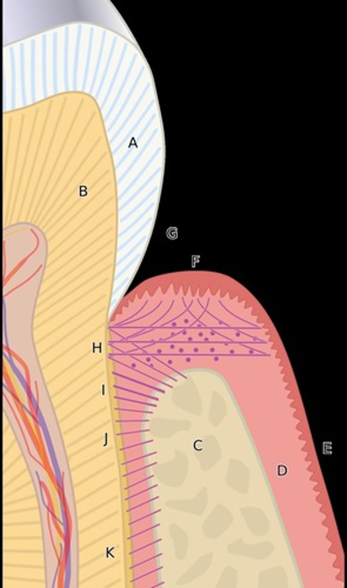 <p>Fibrous connective tissue that surrounds and attaches tooth roots to alveolar bone.</p>
