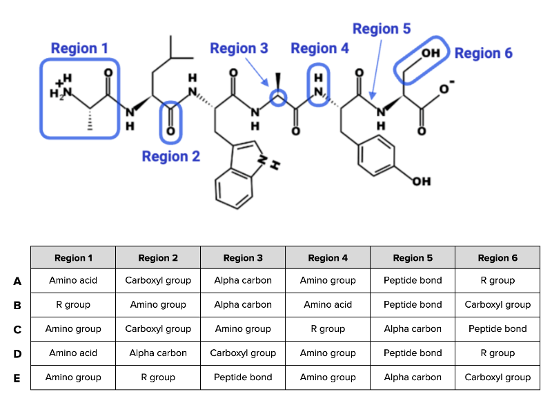 <p><span>Which combination of terms (A, B, C, D, or E) shown in the table accurately describes each region of the peptide in the figure?</span></p>