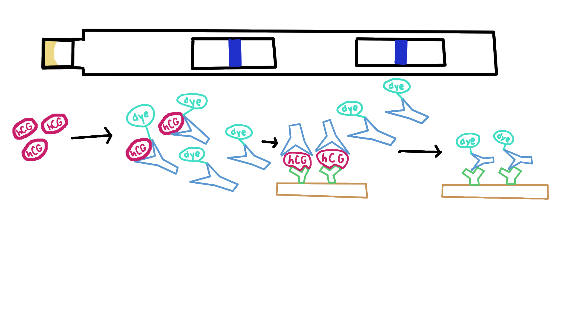 <p>Free antibodies with dye continue to move upwards and bind to immobilized antibodies that make the control mark in the second window</p>