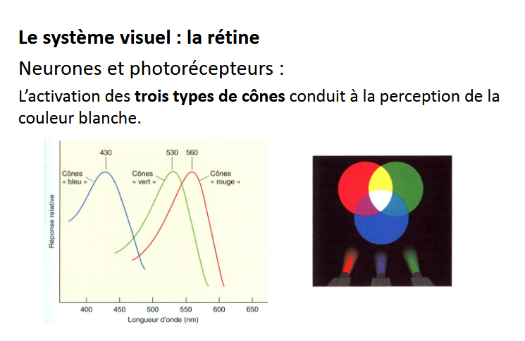 <p>activation 3 types de cones conduit a la perception couleur blanche</p>