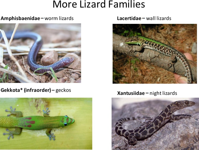 <p>More Lizard Families</p>