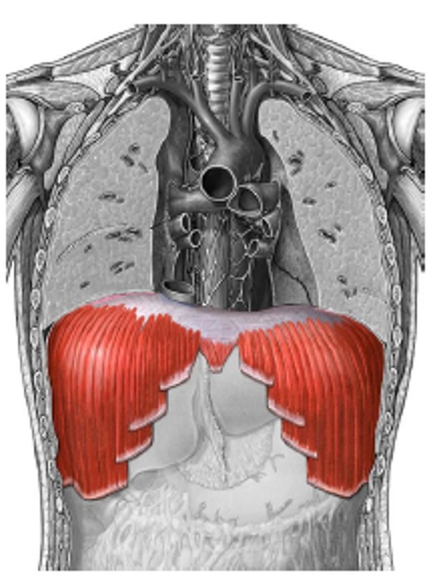 <p>separates the thoracic and abdominal cavities</p>