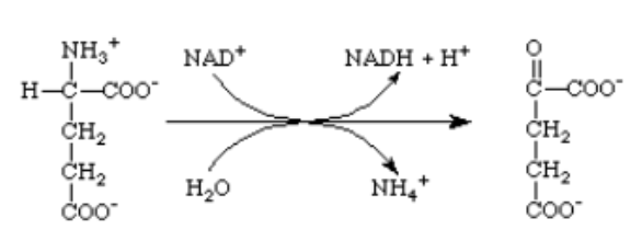 <p>Which of the following enzymes catalyzes this reaction?<br>A) glutamine synthetase<br>B) glutamate synthase<br>C) glutamate dehydrogenase<br>D) aspartate aminotransferase<br>E) glutamate aminotransferase</p>