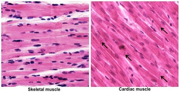 <p>Structure: Branched, striated fibers with single nuclei; intercalated discs present.</p><p>Location: Heart wall.</p><p>Function: Involuntary contractions pump blood through the body.</p>