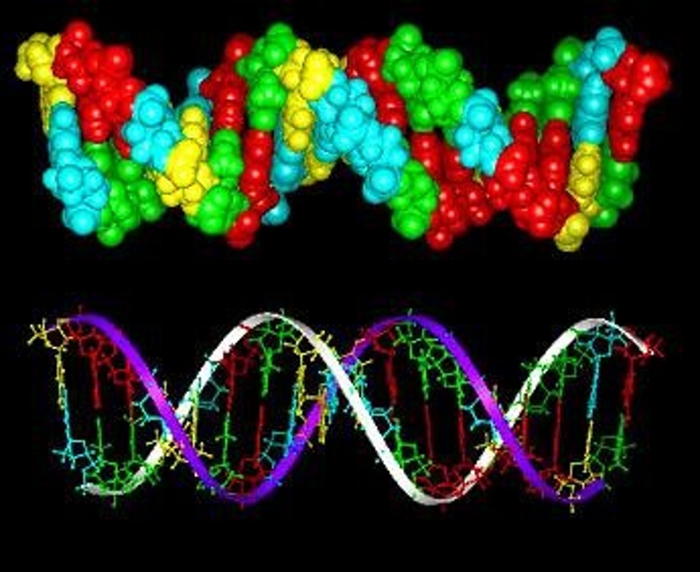 <p>One of the four characteristics of all cells.</p>