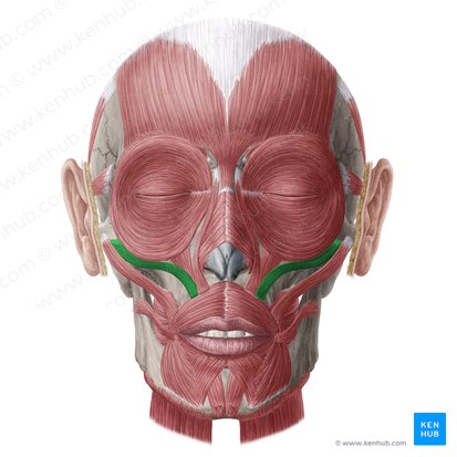 <p>superior to major and elevates upper lip</p>