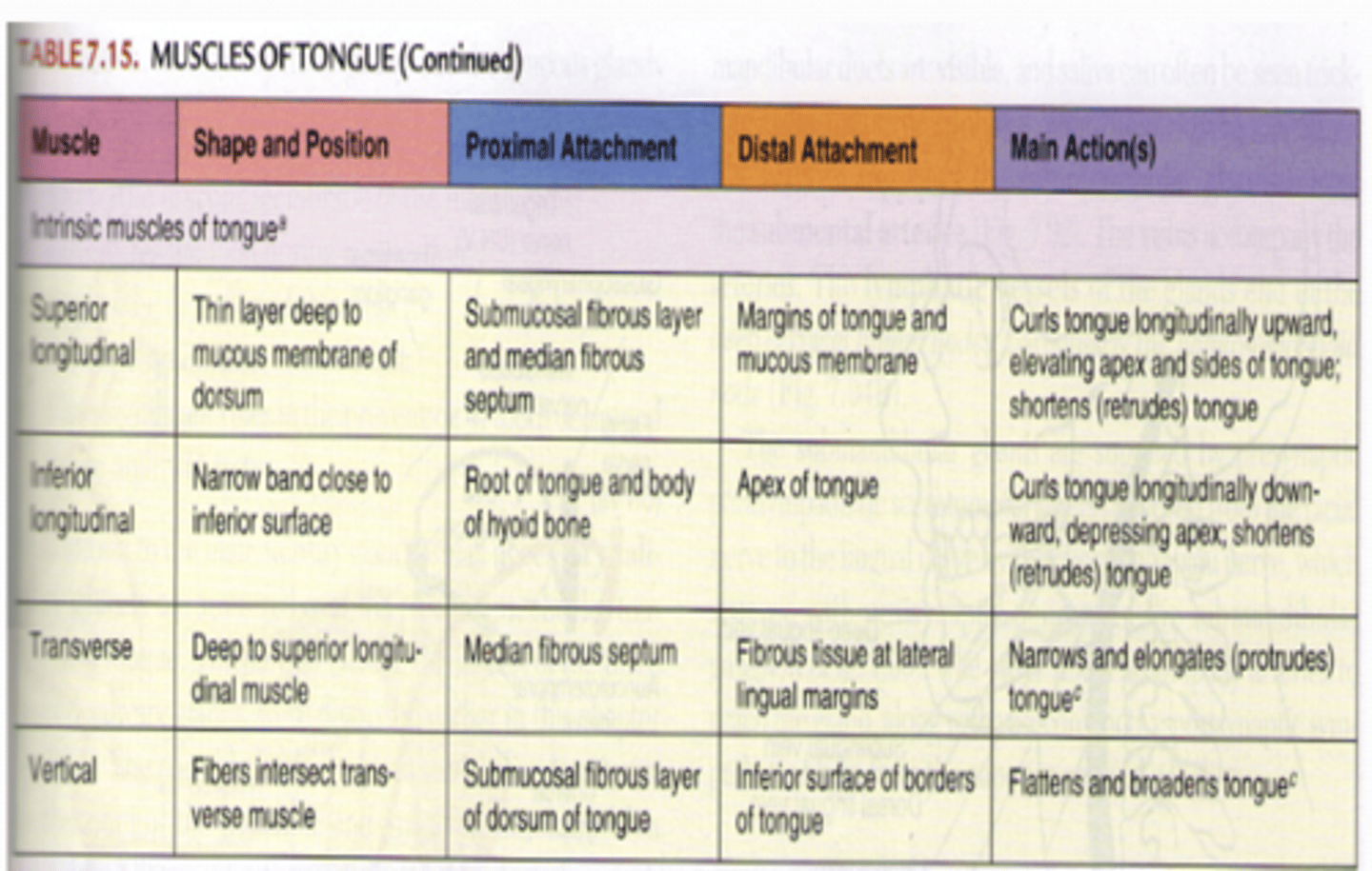 <p>superior longitudinal, inferior longitudinal, transverse, vertical</p>
