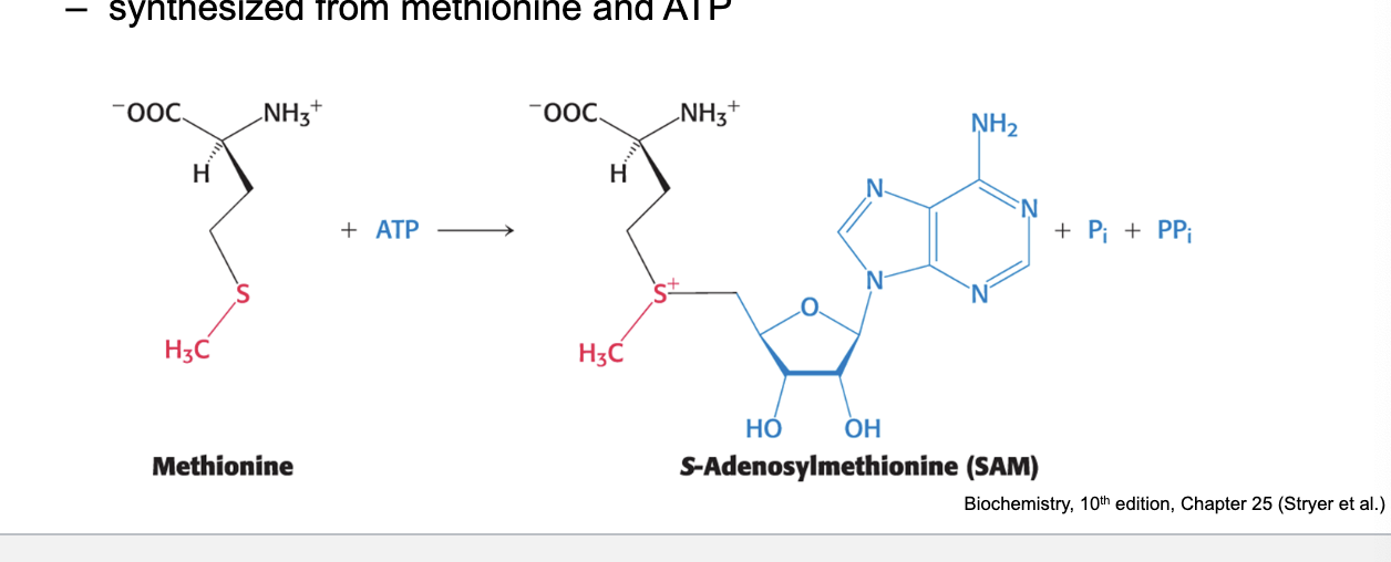 <p><strong>s-adenosylmethionine</strong> = major donor of methyl groups</p><ul><li><p>SAM = activated methyl donor with <strong>higher transfer potential</strong> than <strong>THF</strong> </p><ul><li><p>synthesized from <u>methionine </u> and <u>ATP</u></p></li></ul></li></ul><p></p>