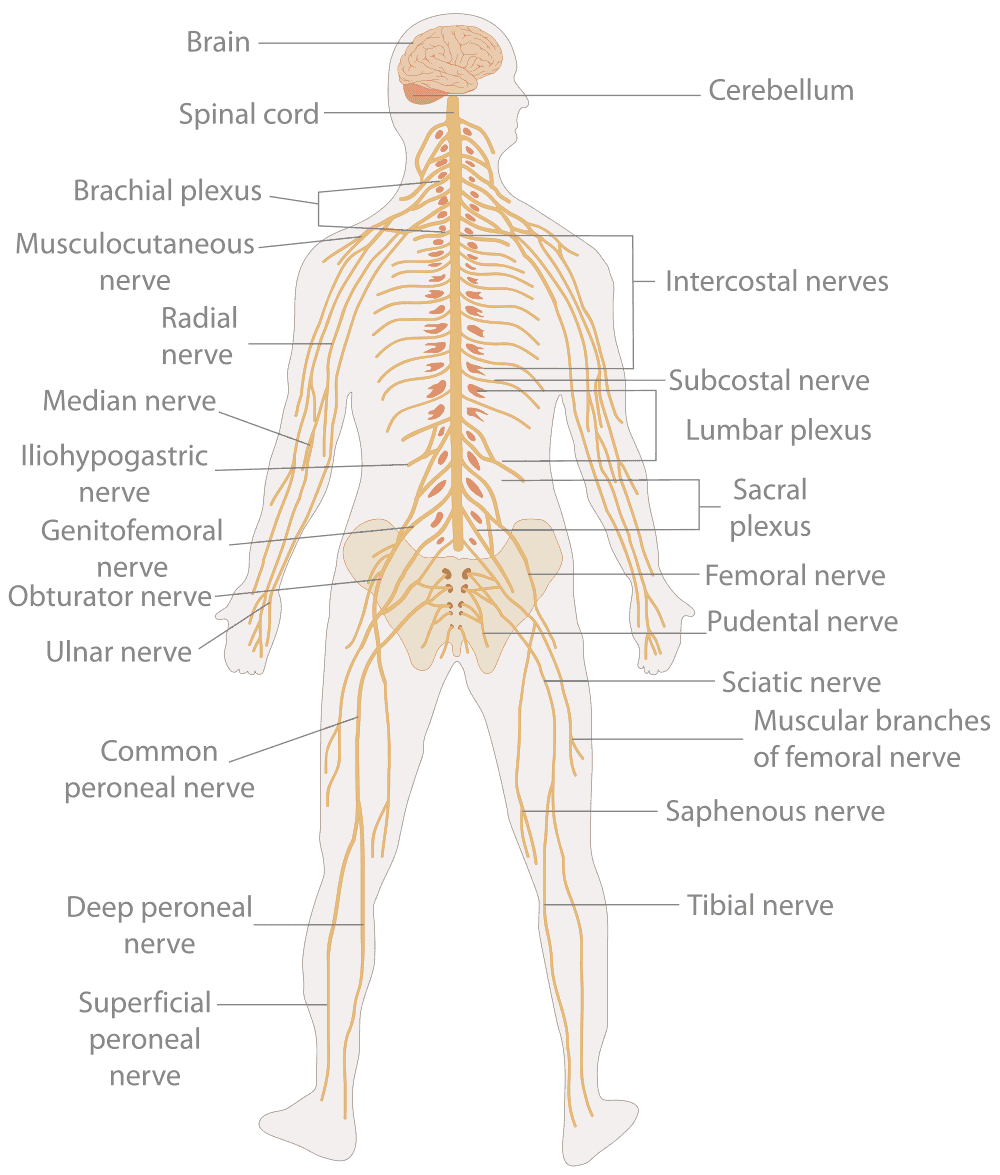 <p><span style="color: rgb(43, 49, 80)">A patient complains of decreased sensation in the distal part of their arm and an inability to adduct and abduct their fingers. Based on these symptoms, which nerve is most likely compromised?</span></p>
