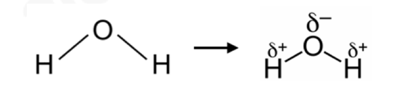 <p>Explain dipoles and hydrogen bonds</p>