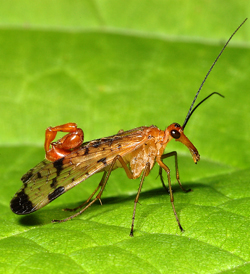 <p>What is the order of this? Defining characters</p>