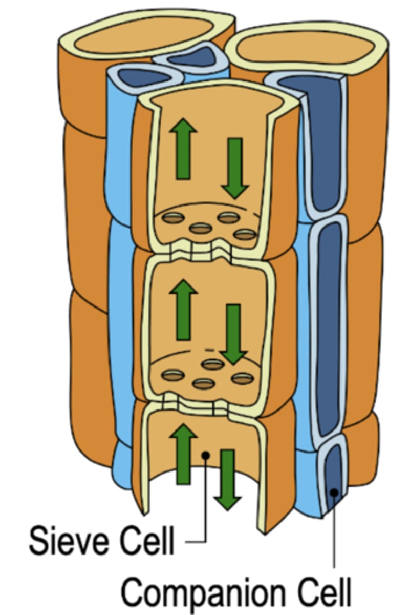 <p>90% of dry matter in phloem is sugar (mainlu sucrose)</p><p>Sucrose is basically table sugar</p>