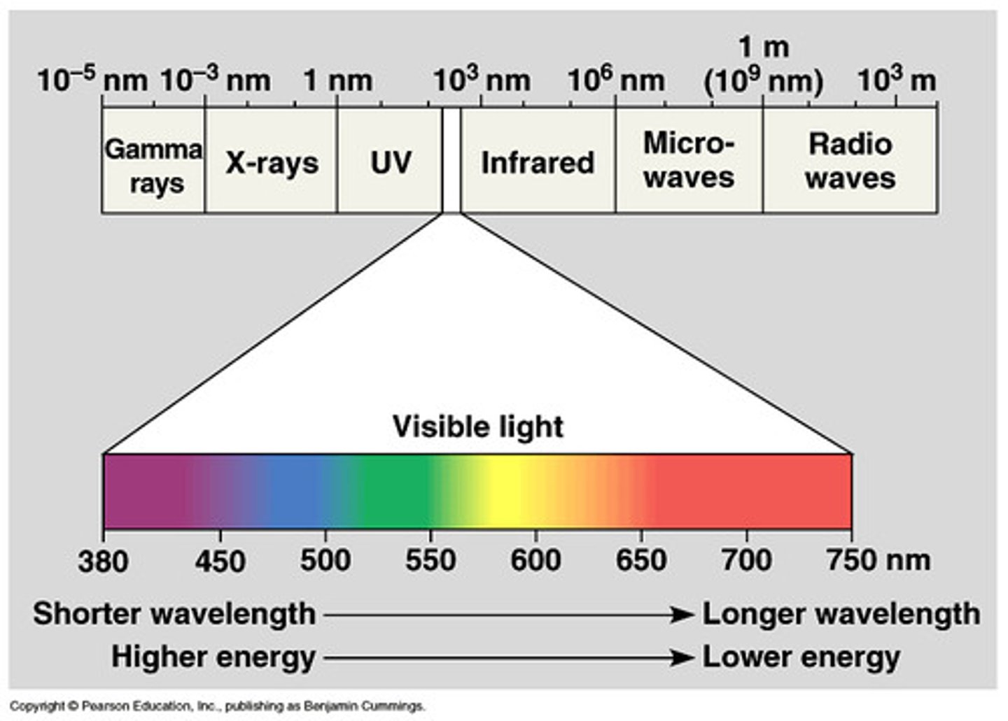 <p>-Complete range of wavelengths</p><p>-Light: visible portion of the spectrum</p><p>-only visible light can be used in photosynthesis</p>