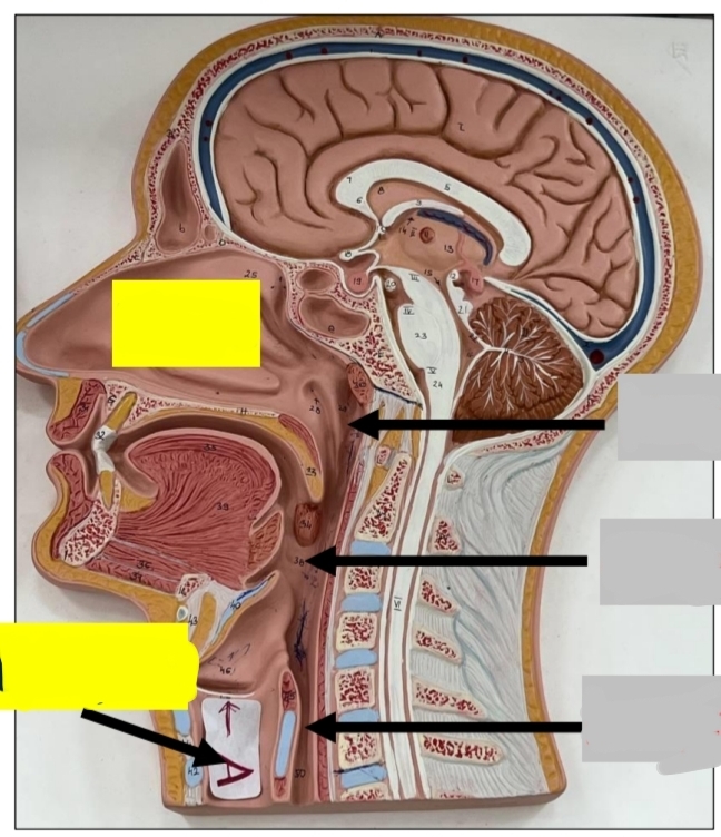 <p>what does the stuff in the right part form ?</p><p>where does this tube begin ?</p><p>where does this tube terminate ?</p><p>what does this tube continue as after termination ?</p><p>name each of them from up to down ?</p>