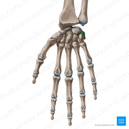 <p>What bone is this?</p>