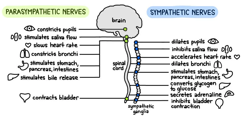 <p>fight/flight (generally activates - except digestion which it slows)</p>