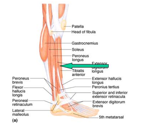 <p>dorsiflexes and inverts foot</p>