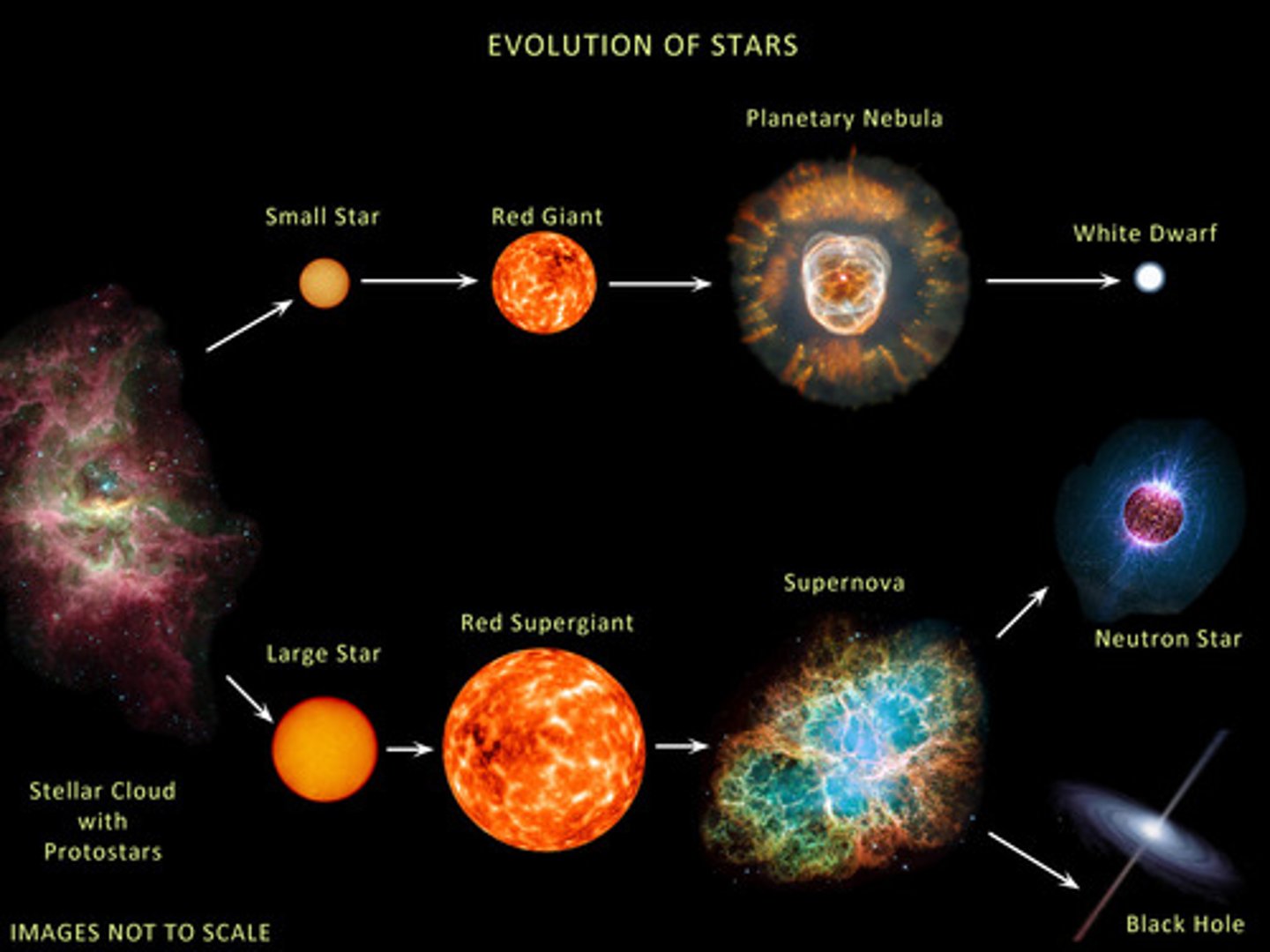 <p>A star that expands and cools once it runs out of hydrogen fuel</p>