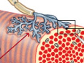<p>What are membranes that send and receive ACh in skeletal muscle innervation?</p>