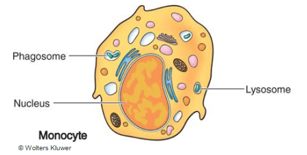 <p>Monocytes </p>