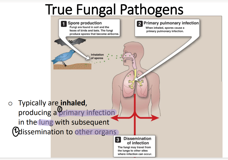 <p>airborne spores are INHALED then spread to other organs. </p><ul><li><p>ie CNS, skin, lymph nodes </p></li></ul>