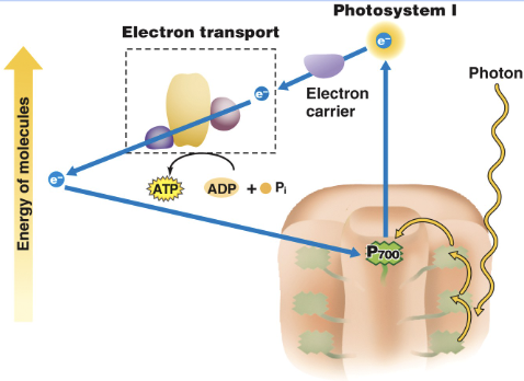 <ul><li><p>After the electron leaves PSI, it cyclically flows back to the cytochrome complex in PSI</p></li><li><p><span style="background-color: transparent;"><span>uses only photosystem I and produces ATP; an electron is passed from an excited chlorophyll and recycles back to the same chlorophyll.</span></span></p></li><li><p><span style="background-color: transparent;"><span>WHY?</span></span></p><ul><li><p>to control the ratio of NADPH when NADP+ is too high </p></li><li><p>when a lot of ATP is needed </p></li><li><p>prevents excess light from damaging the photosystem proteins</p></li></ul></li></ul><p></p>