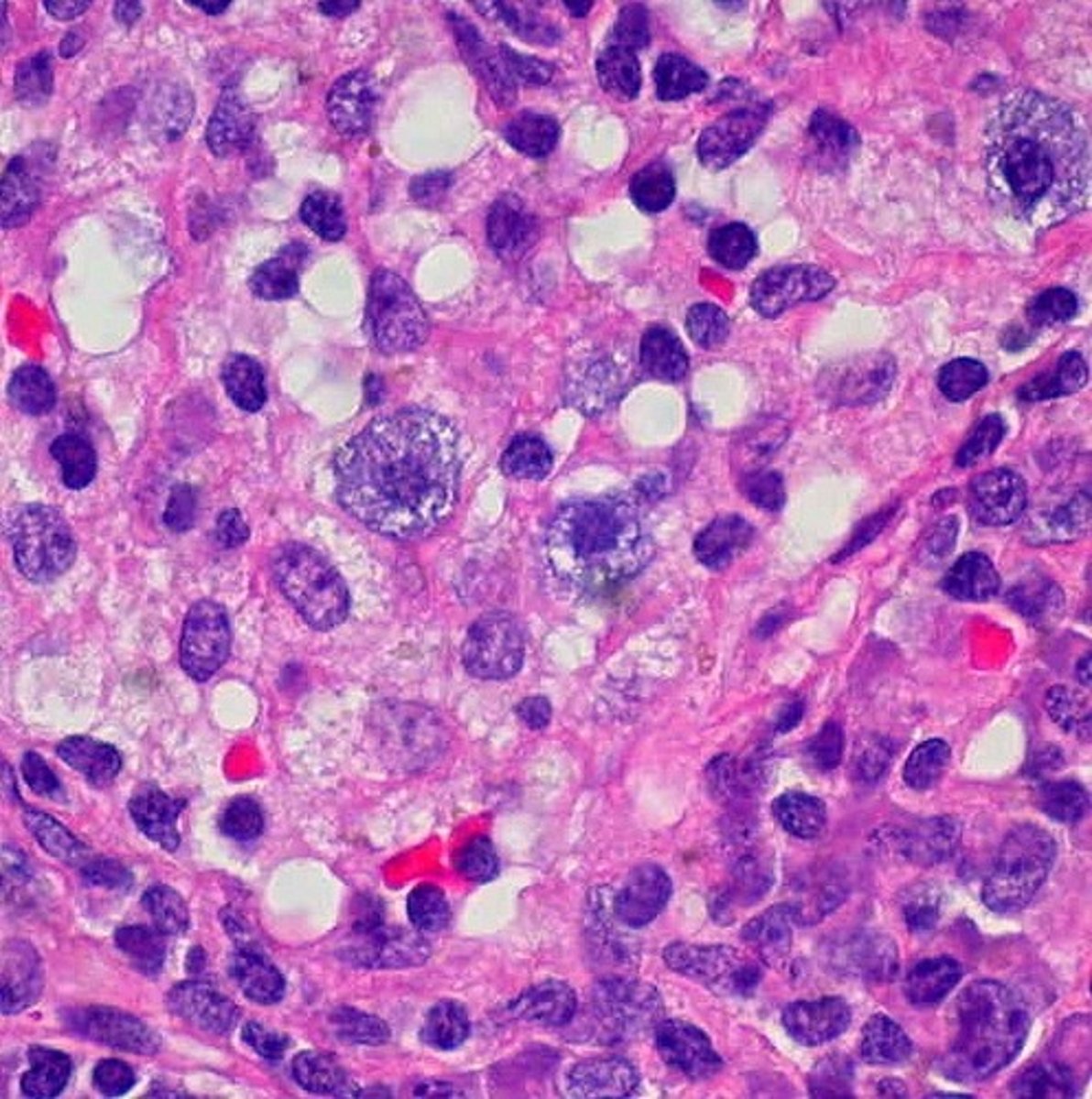 <p>Basic unit of life. All cell contain a cell membrane and DNA</p>