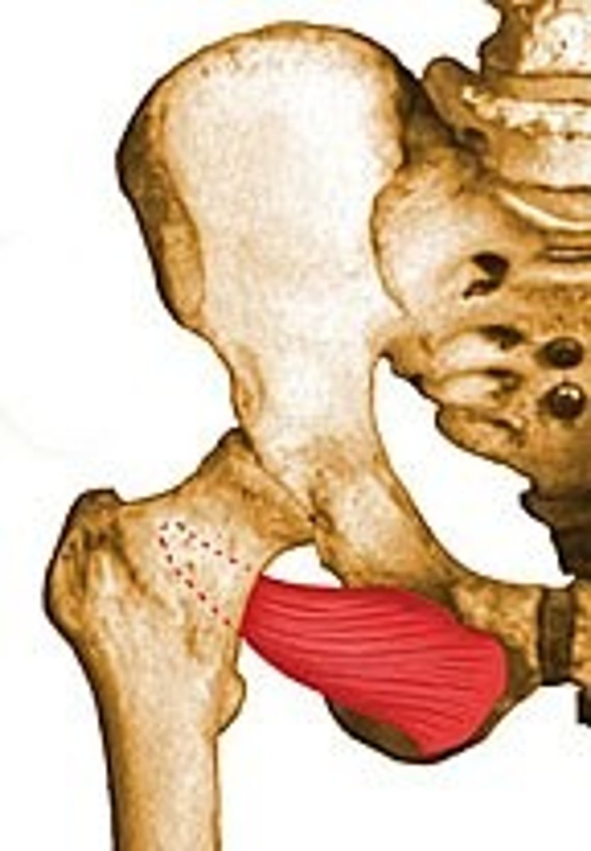 <p>origin: anterior pubis, obturator foramen</p><p>insertion: greater trochanter</p><p>action: external rotation</p>