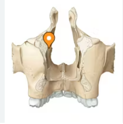 <p>groove superior to hard palate on maxilla</p>