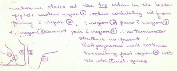<ul><li><p>When there is little trp-tRNA the Ribosome travels along mRNA until it stalls at<br>trp codons in sequence 1 – therefore sequences 2 and 3 bins and RNA polymerase will continue to transcribe the rest of the genes because no terminator was formed</p></li></ul>